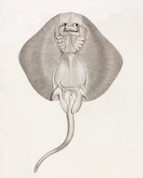 Stribet Ray