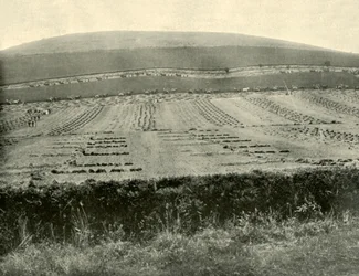 Reaper & Binder Competition, Mount Blowhard, nær Ballarat, 1901.