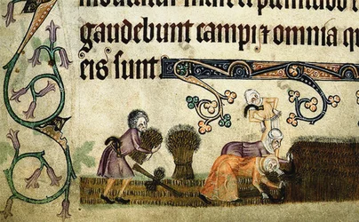 Høste og binde skiver fra Luttrell Psalter, ca 1330
