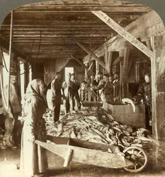 Modtagelse af fisk fra søfartøjer og pakning til eksport - fiskelager, Aalesund, Norge, c1905.
