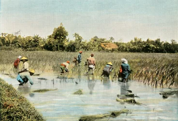 Høst ris, 1900.