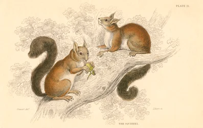 Røde egern Sciurus vulgaris, trælevende gnaver hjemmehørende i Europa og Asien, 1828