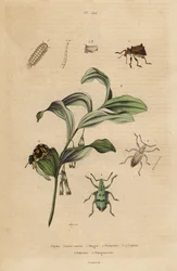 Rhigus, Platyoma og Cyphus snudebiller, børstet tusindben, Polyxenus pilsner og Kong Salomons-sæl, Polygonatum odoratum