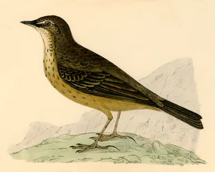 Rock Pipit, slutningen af det 19. århundrede.