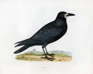 Rook, c1800-tallet