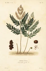 Kongelig bregne, Osmunda lakrids, Osmonde royal