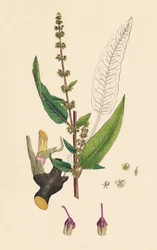 Rumex sanguineus. Blodig-årede Dock, 1800-tallet