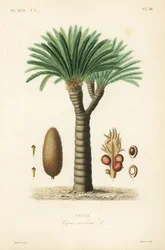 Sagopalme, konge sago, sago cycad eller japansk sagopalme, Cycas revoluta, Cycas