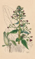 Scrophularia Ehrharti. Ehrharts Water-Betony, 1800-tallet