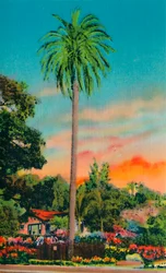 Serra Palm. Det første palmetræ i Californien, c1941