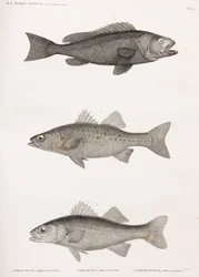 Serran Tauvin; Nattaborre & Bøjede Aborre