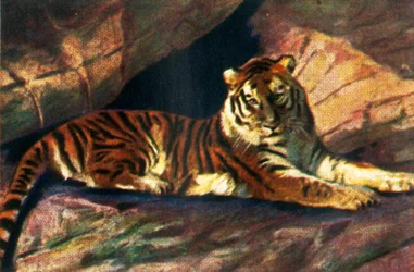 Sibirisk tiger, c1928.