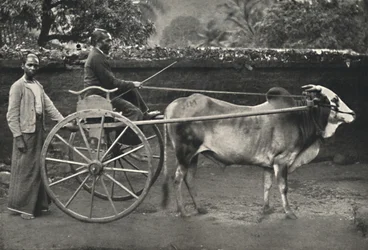 Singhalesisches Zebufuhrwerk, 1926