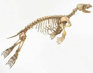 Skelet af en spættet sæl (Phoca vitulina) "i bevægelse", set fra siden ©Dave King/Dorling Kindersley/UIG/Leemage