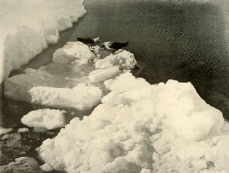 Skua måger ved iskanten, c1908, 1909.