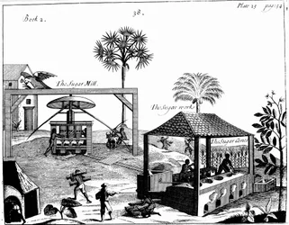 Slavearbejde på en sukkerplantage i Vestindien, 1725