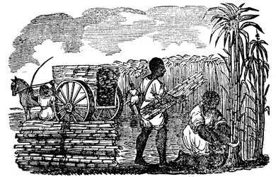 Slaver høster sukkerrør i Louisiana, 1833