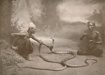 Slangebekæmpere med Hamadryads Kuy Cobras, 1900.