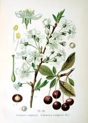 Surkirsebær, 1893
