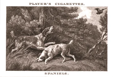 Spaniels, 1924.
