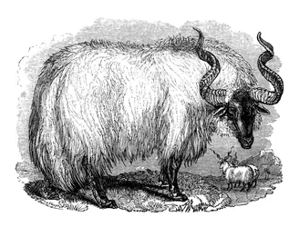 Spanske får, 1848