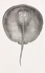 Stingray, tæt på forfra