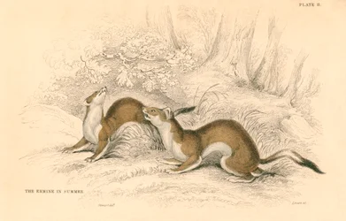 Stoat Mustela erminea, medlem af væselfamilien, 1828