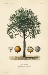 Strychnine tree, nux vomica, giftnød eller sædstrychnos, Strychnos nux-vomica, Noix vomique