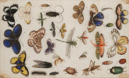 Undersøgelse af sommerfugle og insekter.