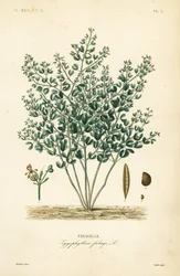 Syrisk bønnekapers, Zygophyllum fabago, Fabagelle