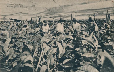 Tobak under en markise. Skyggedyrket tobak - Cuba, ca. 1900