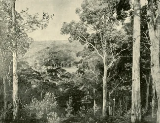 De blå bjerge, 1901.
