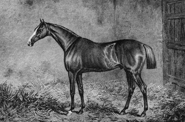 Obersten, 1825-1847, 1911