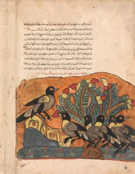 Kragekongen konsulterer sine ministre, Folio fra en Kalila wa Dimna, 1700-tallet.