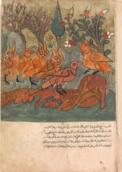 Kragespionen taler med uglernes konge og hans ministre, Folio fra en Kalila..., 1700-tallet.