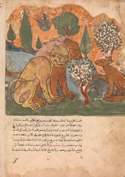 Løvernes konge, med sin mor, modtager Dimna, Folio fra en Kalila wa Dimna, 1700-tallet.