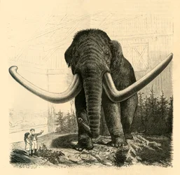 St. Petersborgs mammut, 1883.