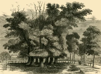 De syv søstre, i 1830, c1876.