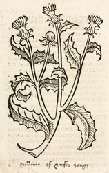 Tidsel