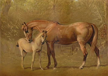 Fuldblods hoppe og føl, c1879.