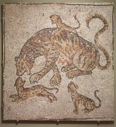 Tigress og unger, 300