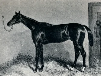 Tim Whiffler, c1860