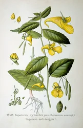 Rør-mig-ikke-balsam, 1893