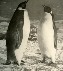 To kejserpingviner, c1908, 1909.