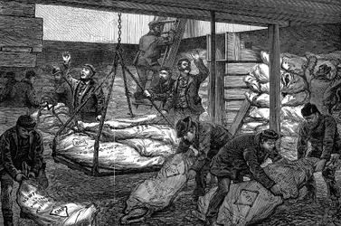 Lossning af frosset kød fra Australien, South West India Dock, Millwall, London, 1881