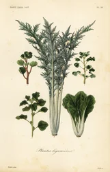 Grøntsager, bælgplanter