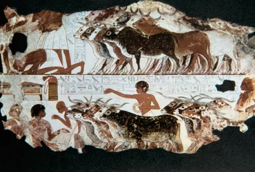 Vægmaleri fra Nebarununs grav, Theben, Egypten, c1350 f.Kr