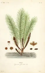 Vandpadderok eller sumppadderok, Equisetum fluviatile, Prele