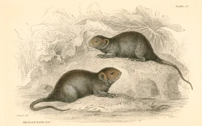 Vandmus Arvicola terrestris, også kendt som sortvandsrotten, 1828