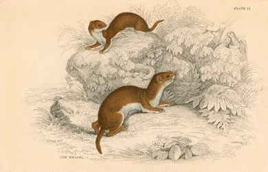 Væsel Putorius nivalisMustela vulgaris, den mindste europæiske kødæder, 1828